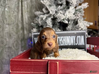 Miniature Dachshund dogs Ready Christmas eve - Ad 6