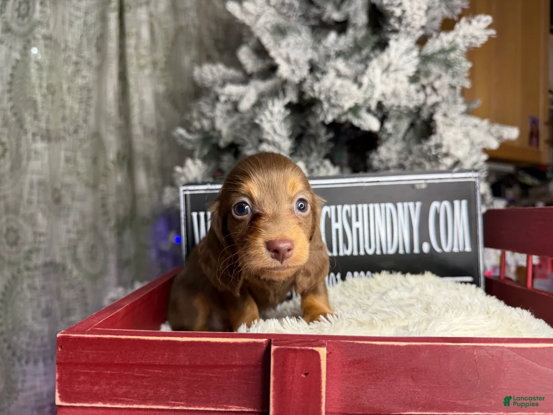 Miniature Dachshund dogs for sale: Ready Christmas eve - Ad 2