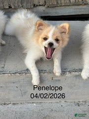 Pomeranian dogs Penelope - Ad 2