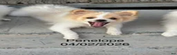 Pomeranian dogs for sale: Penelope - Ad 2