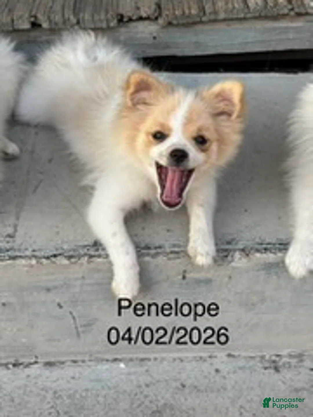 Pomeranian dogs for sale: Penelope - Ad 2