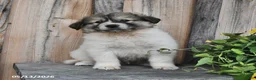 Mixed Breed dogs for sale: Thane - Ad 1
