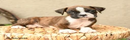 Boxer dogs for sale: Bryce - Ad 4
