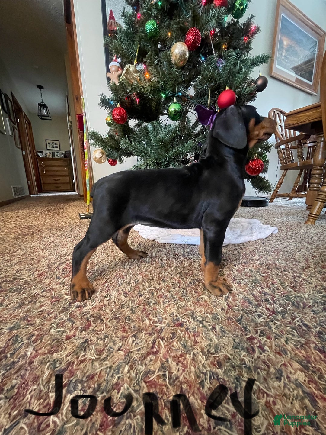 Doberman Pinscher dogs for sale: Journey - Ad 4