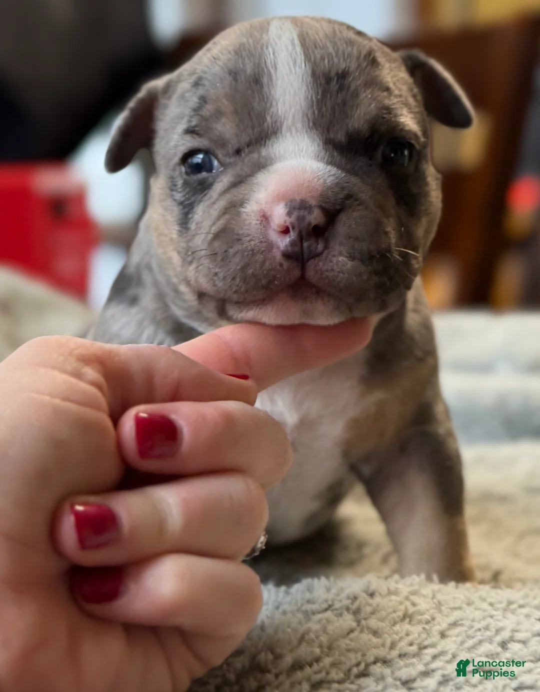 American Bully dogs for sale: American Bully Puppy 1 - Ad 5