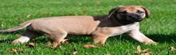 English Mastiff dogs for sale: Axe - Ad 11