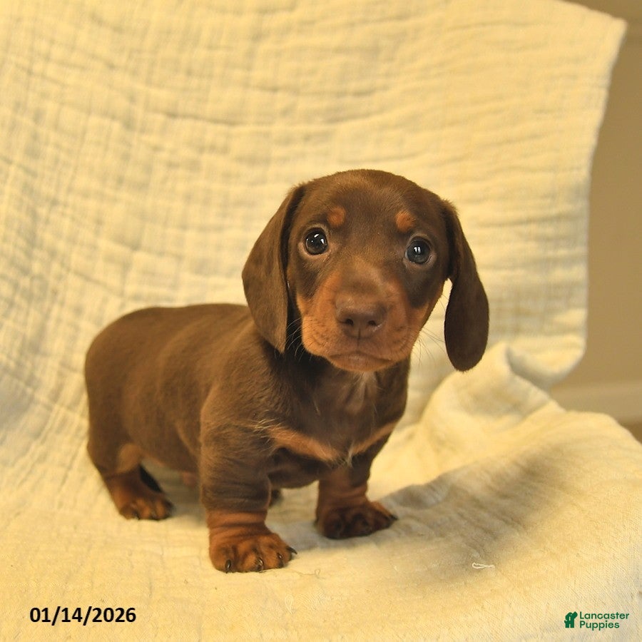 Miniature Dachshund dogs Leo  - Ad 3