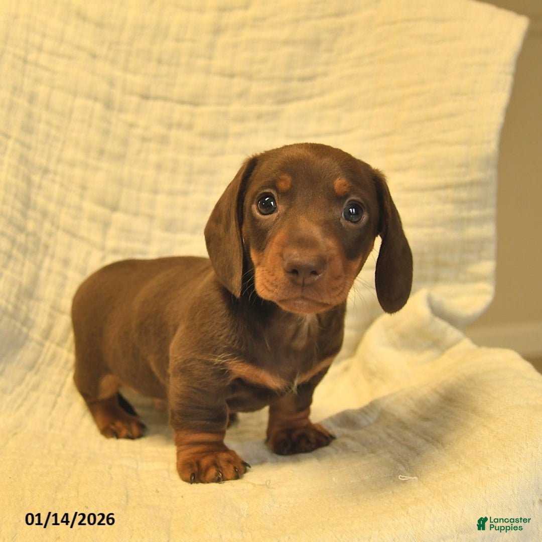 Miniature Dachshund dogs for sale: Leo  - Ad 1