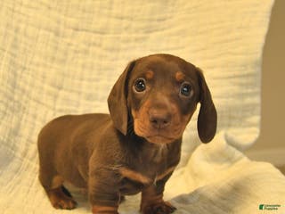 Miniature Dachshund dogs Leo - Ad 4