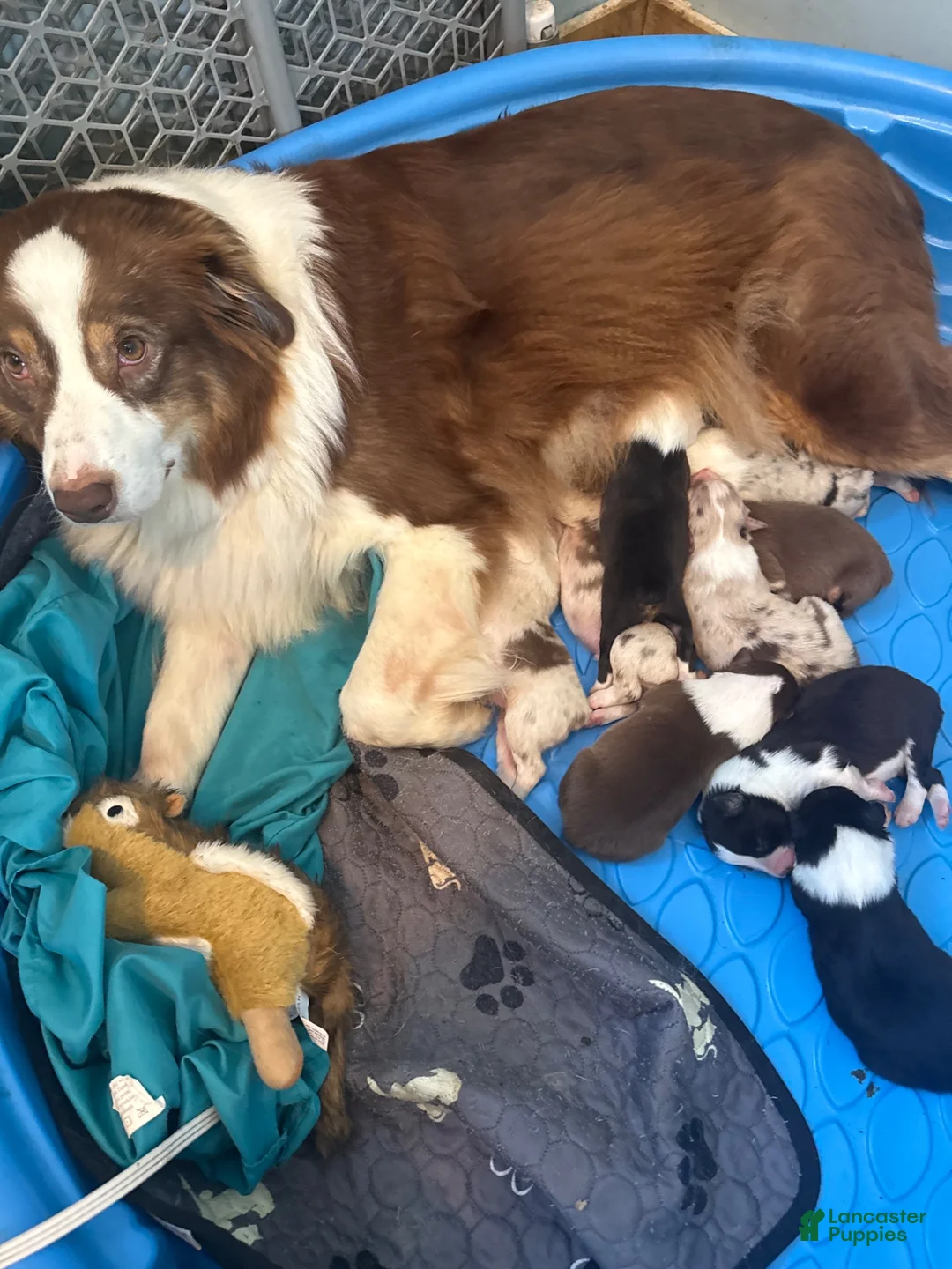 Australian Shepherd dogs for sale: Australian Shepherd 3 - Ad 2