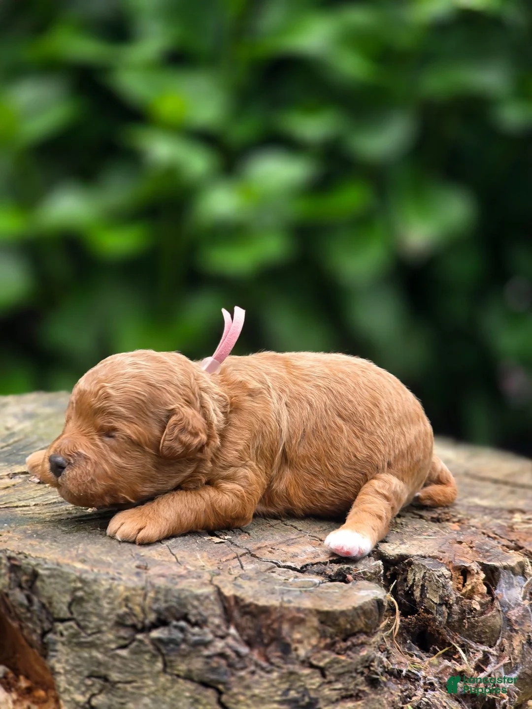 Mini Goldendoodle dogs for sale: Tiffany - Ad 2