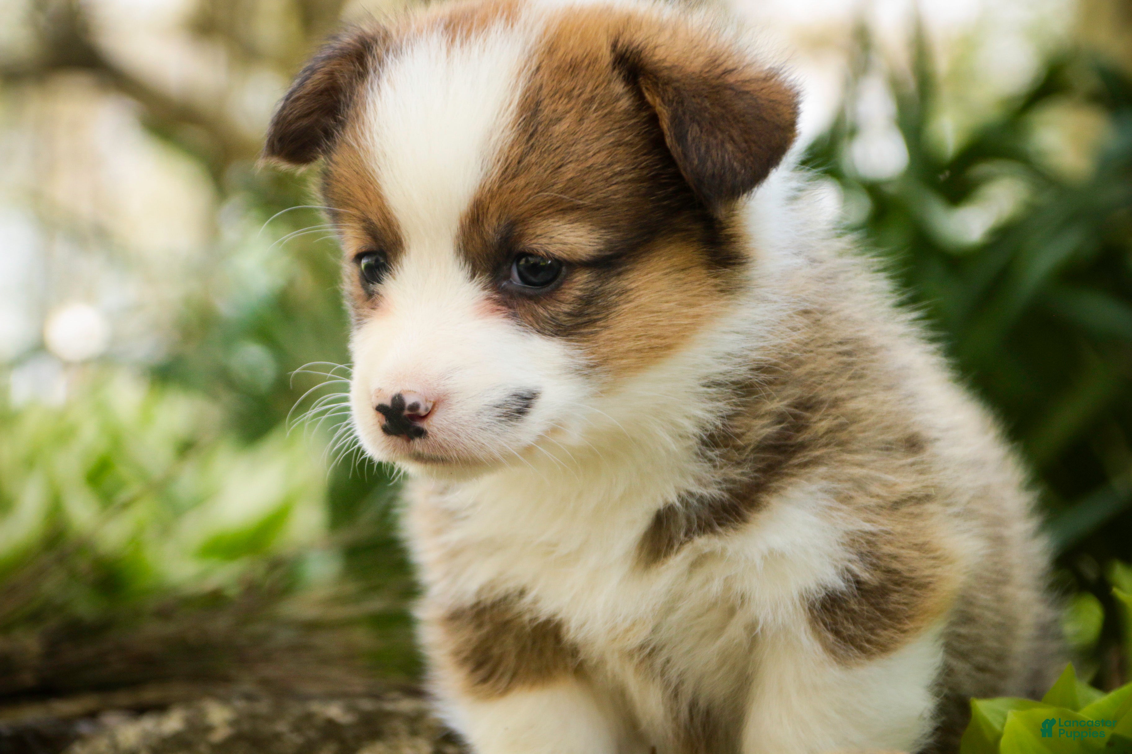 Welsh Corgi Pembroke dogs Gloria - Ad 2