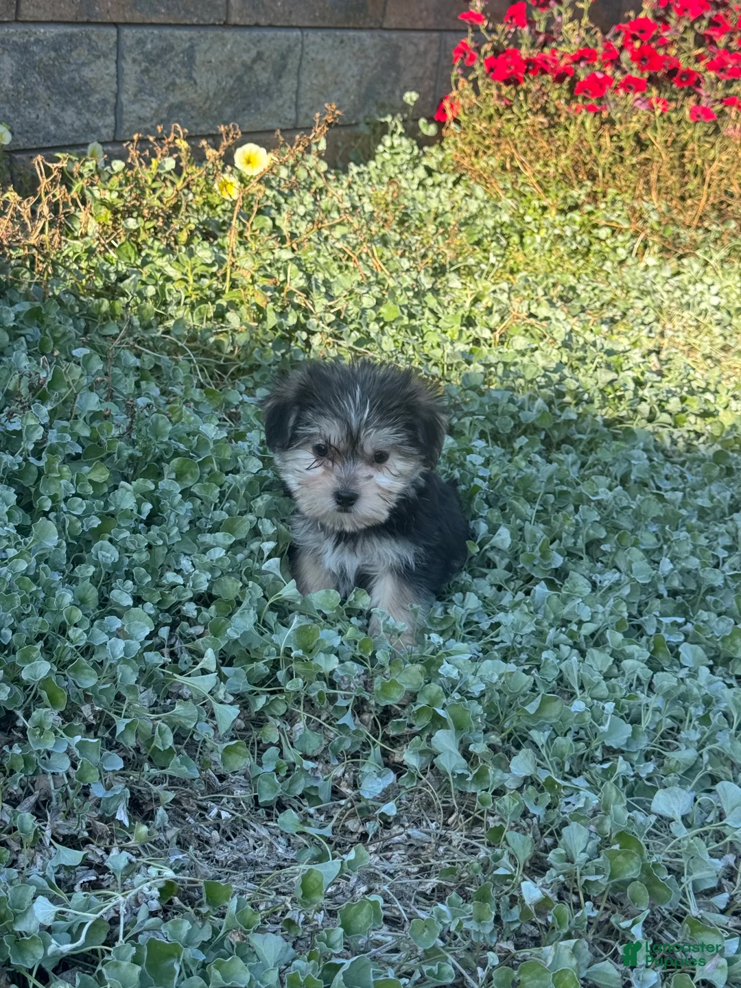 Shorkie dogs for sale: April - Ad 3