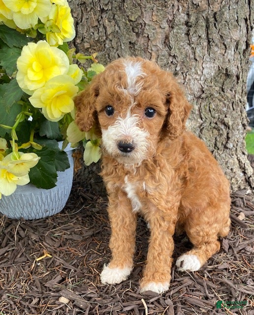 Mini Goldendoodle dogs Daisy- mini/petite - Ad 1