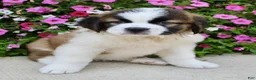 Saint Bernard dogs for sale: Bella - Ad 3