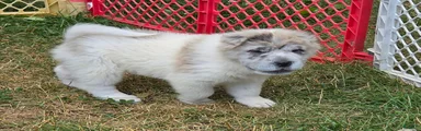 Nova 