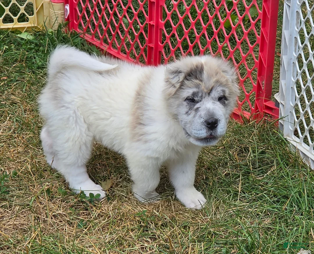 Shar Pei dogs for sale: Nova  - Ad 1