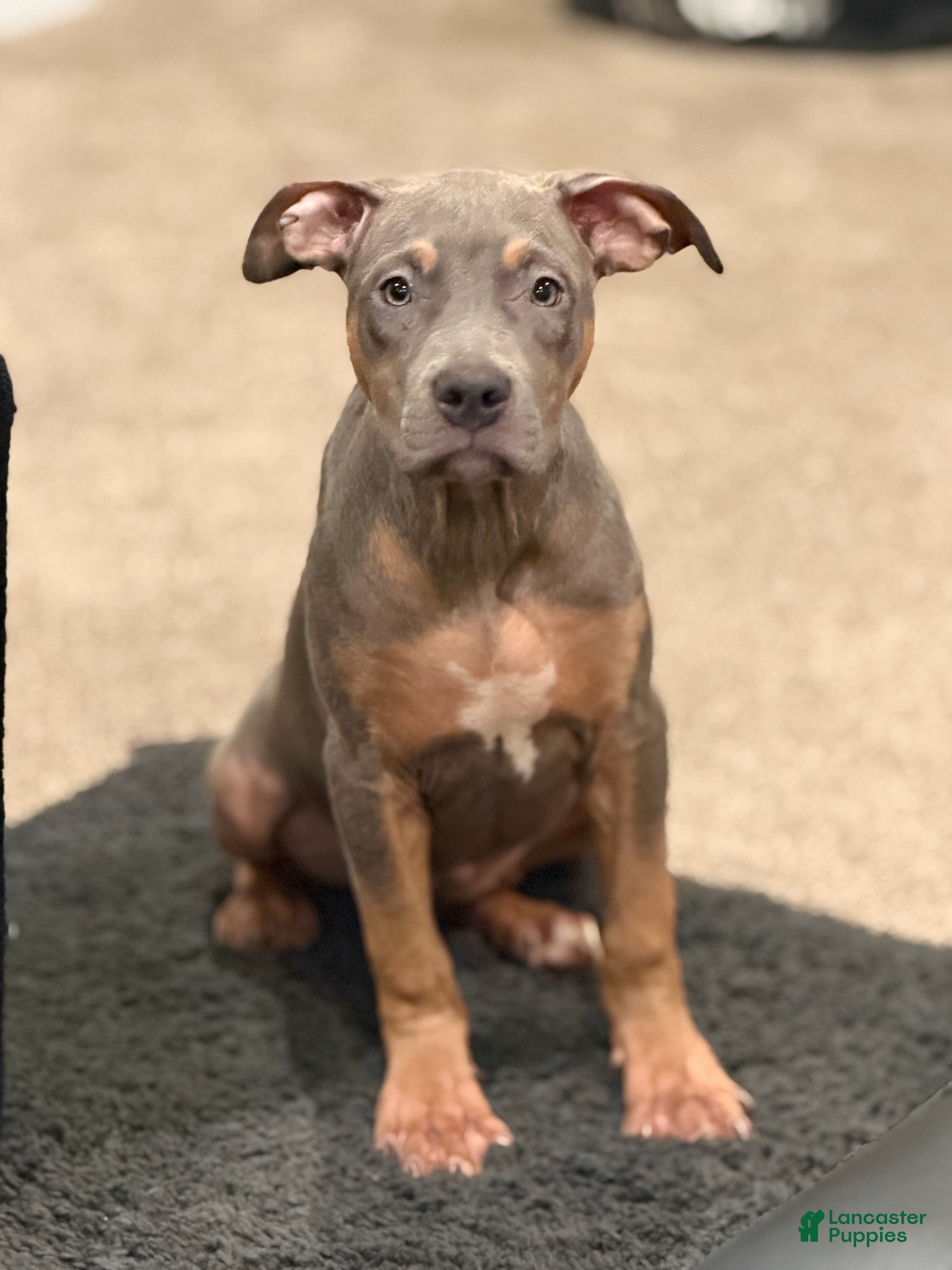 American Bully dogs American Bully Puppy 3 - Ad 42