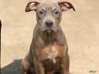 American Bully dogs American Bully Puppy 3 - Ad 42