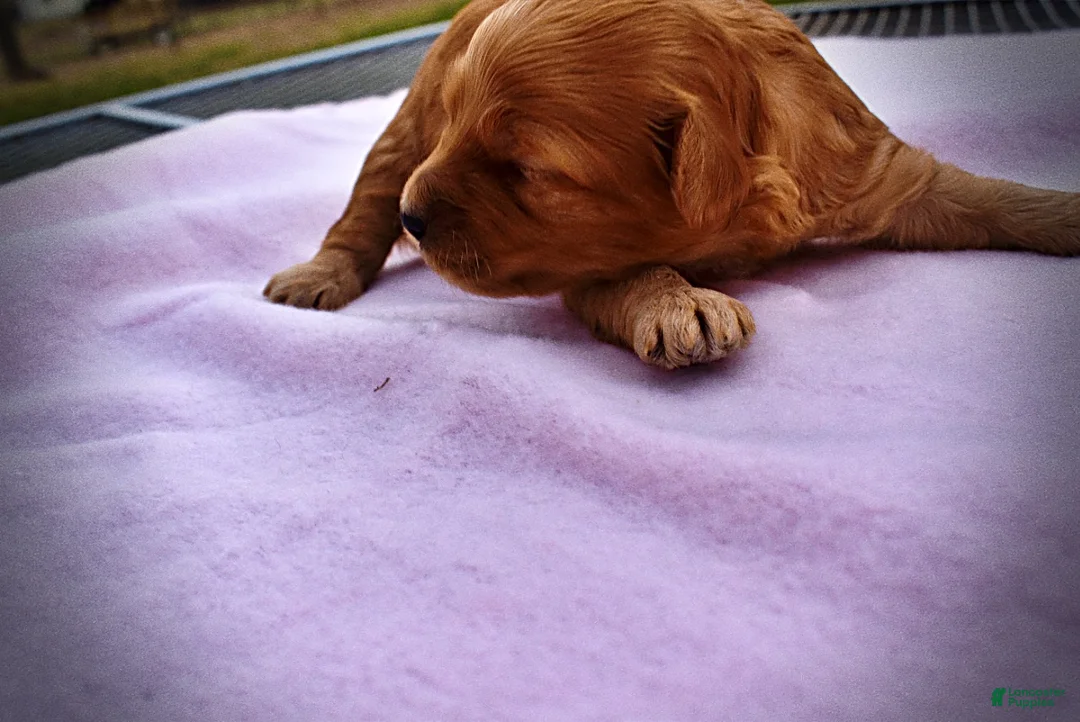 Havapoo dogs for sale: Mercedes - Ad 2