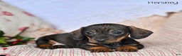 Miniature Dachshund dogs for sale: Hershey  - Ad 3