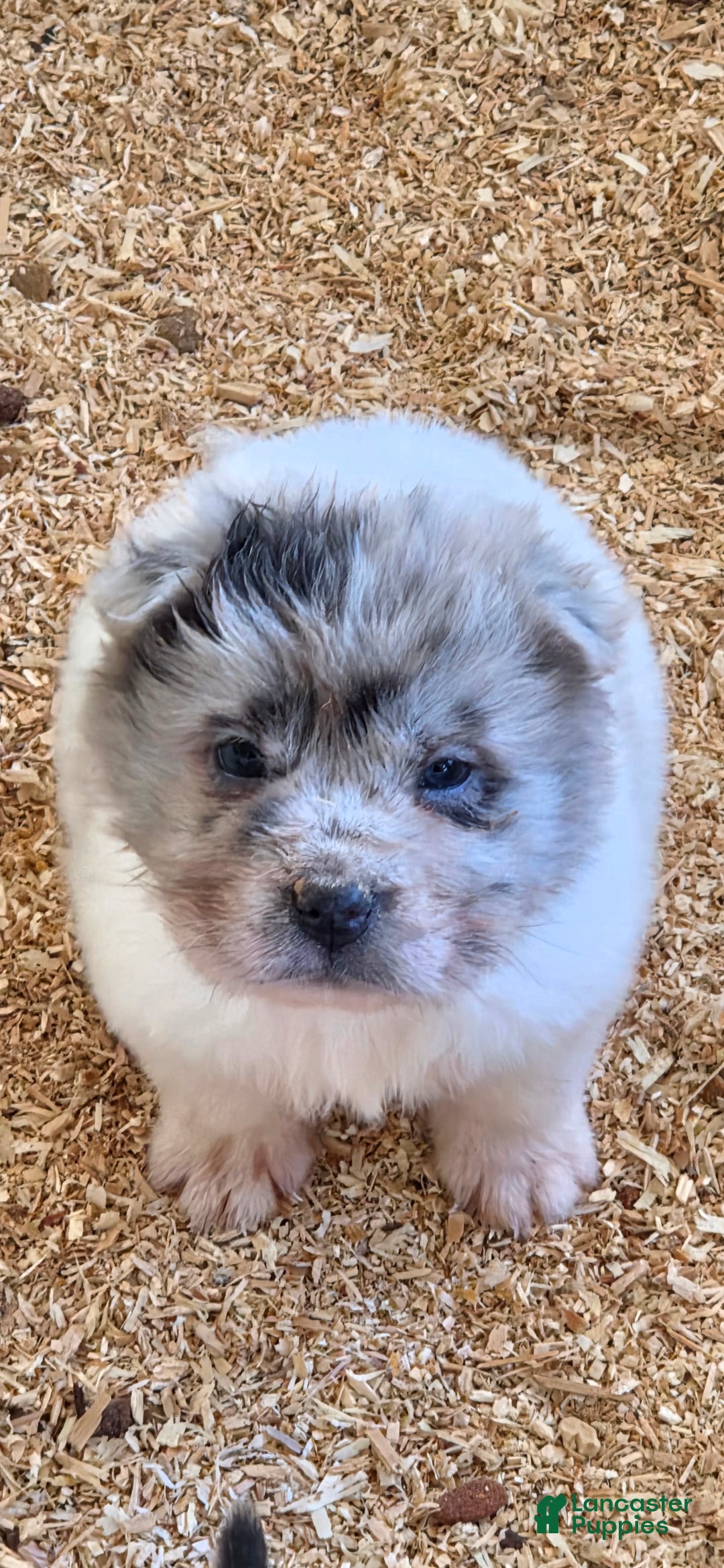 Shar Pei dogs Nova  - Ad 1