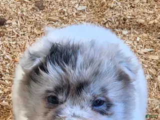 Shar Pei dogs for sale: Nova - Ad 1