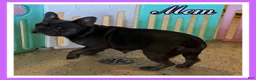 French Bulldog dogs for sale: Dallas Male AKC French Bulldog - Ad 7
