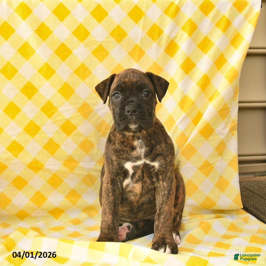 Boxer dogs Kari  - Ad 1