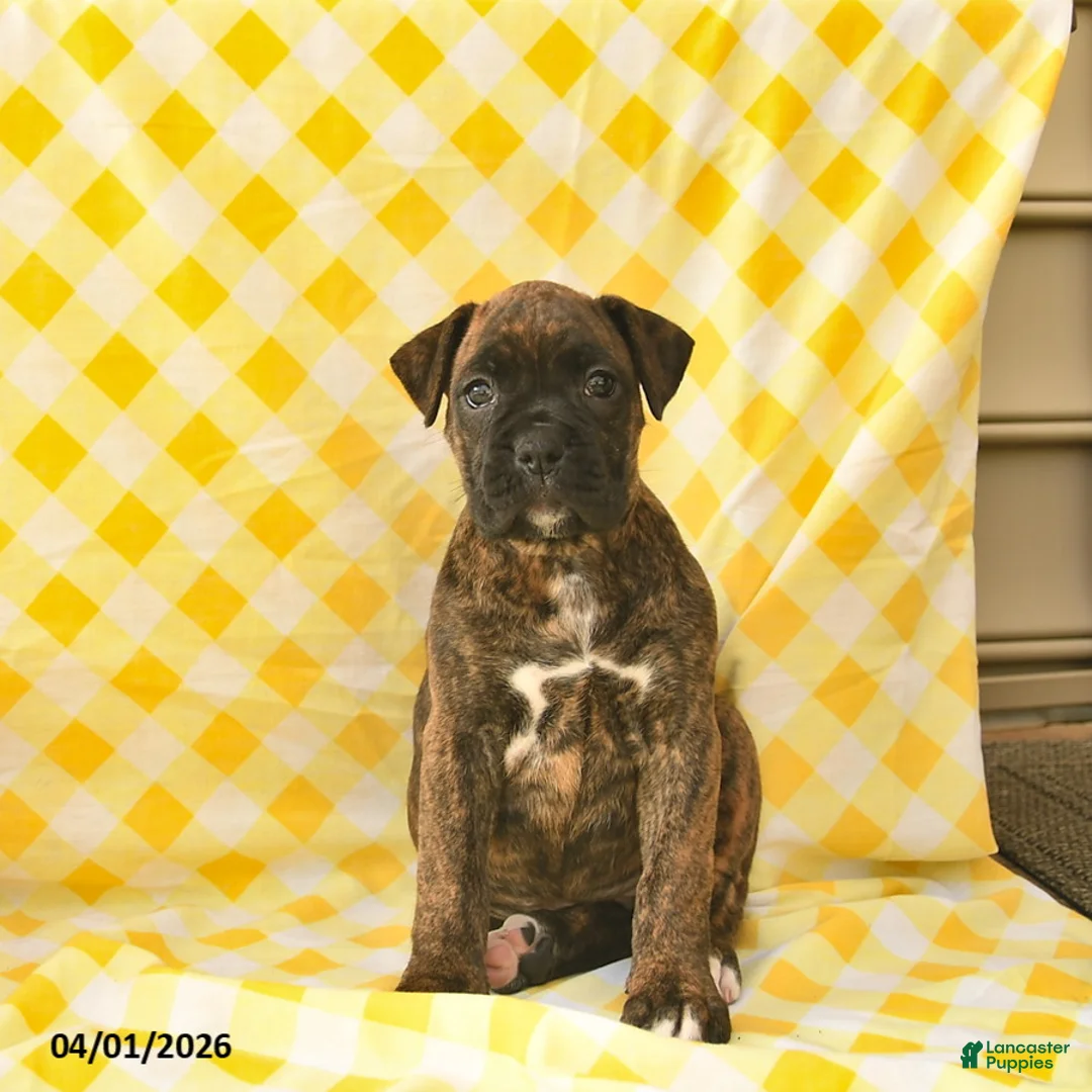 Boxer dogs for sale: Kari  - Ad 1