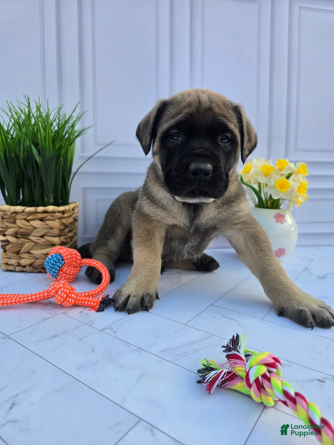 English Mastiff dogs for sale: English Mastiff Puppy 1 - Ad 1