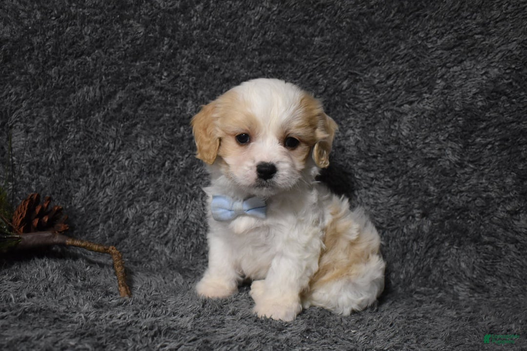 Cavachon dogs for sale: Harley  - Ad 3