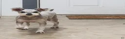 Schnoodle dogs for sale: Lacy - Ad 7