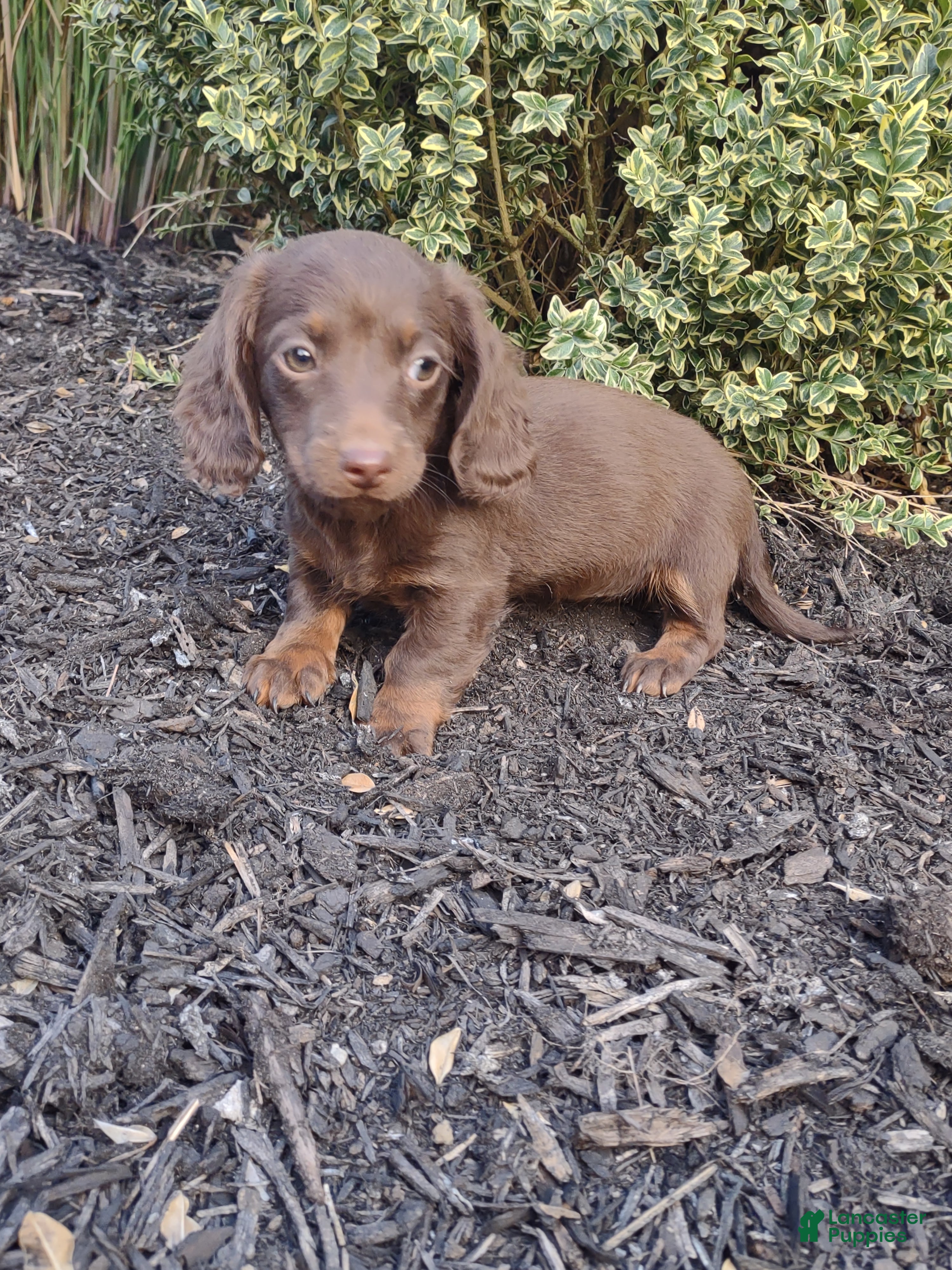 Dachshund dogs Mia - Ad 19