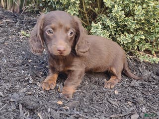 Dachshund dogs Mia - Ad 9