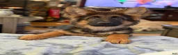 German Shepherd dogs for sale: Cuddles - Ad 9