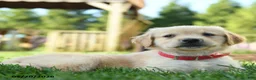 Golden Retriever dogs for sale: Hetty - Ad 2