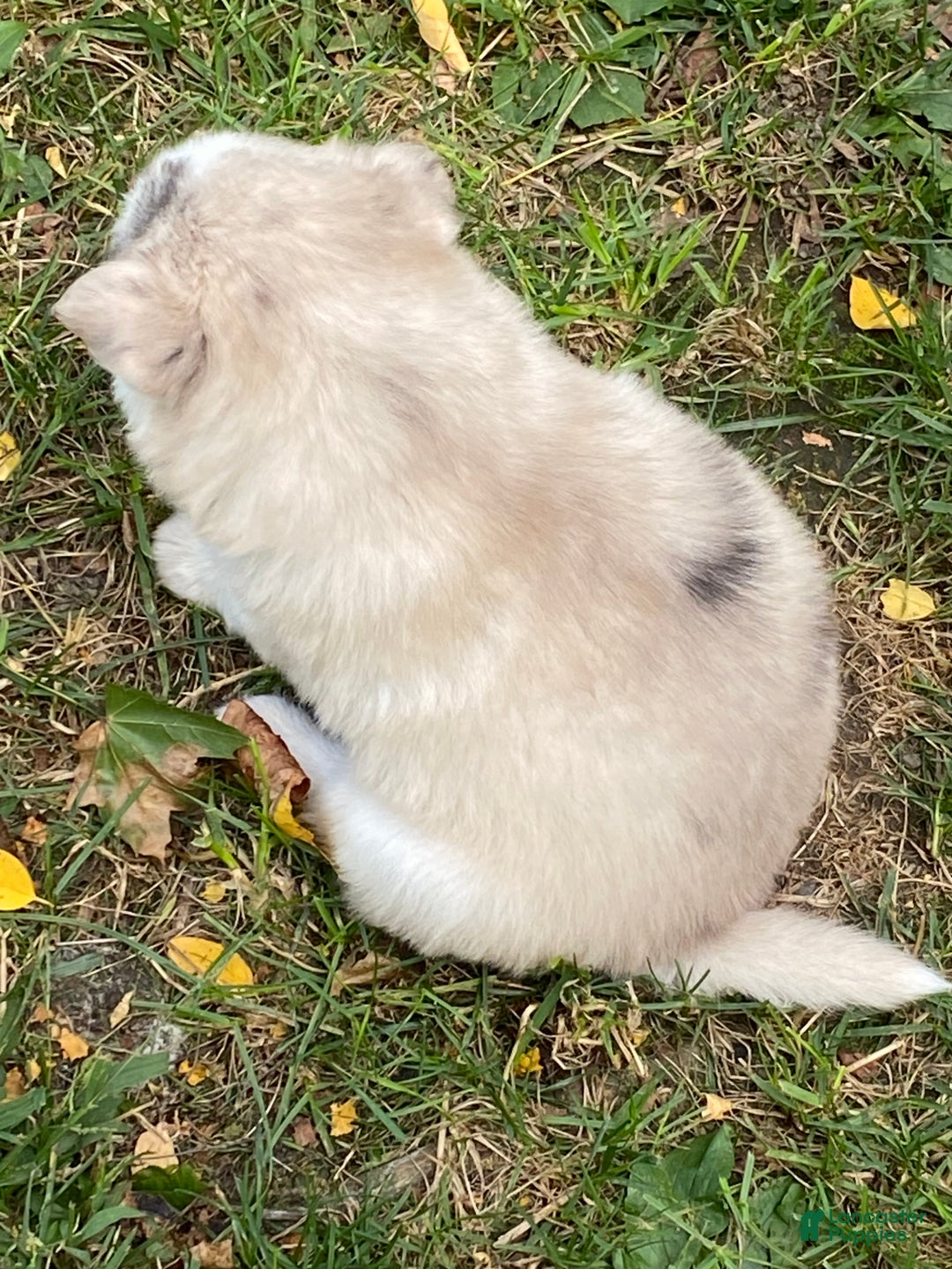 Pomsky dogs for sale: CJ “Caramel Jr” - Ad 10