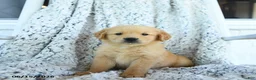 Golden Retriever dogs for sale: Goldie - Ad 3