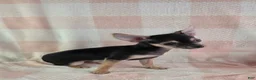 Chihuahua dogs for sale: June - Ad 10