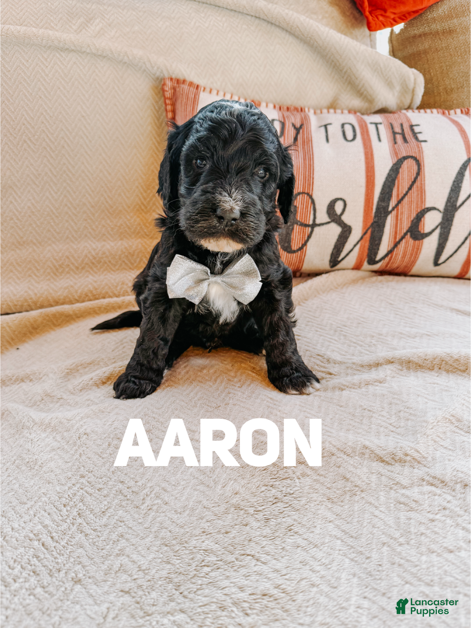 Goldendoodle dogs Aaron - Ad 36