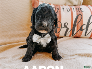 Goldendoodle dogs Aaron - Ad 14