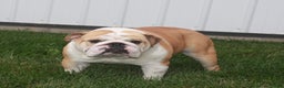 English Bulldog dogs for sale: Oreo - Ad 7