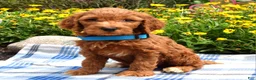 Sheepadoodle dogs for sale: Simba - Ad 5