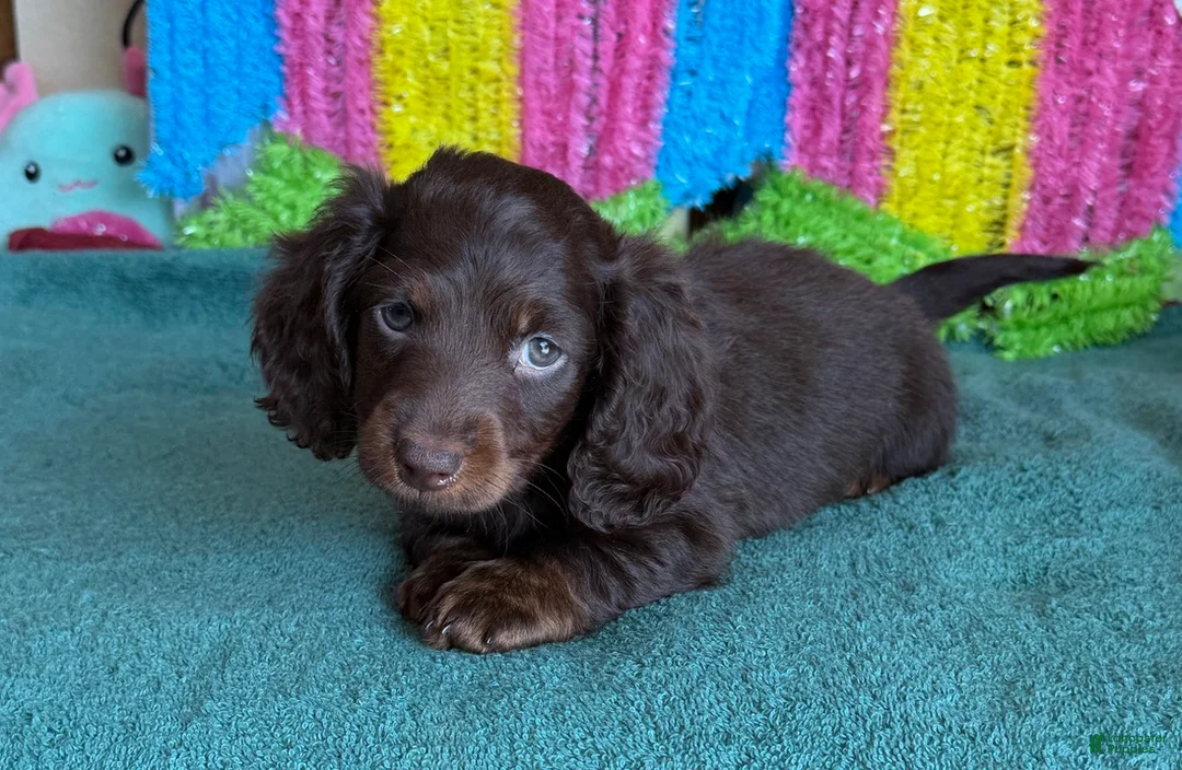 Miniature Dachshund dogs for sale: Cowboy - Ad 2