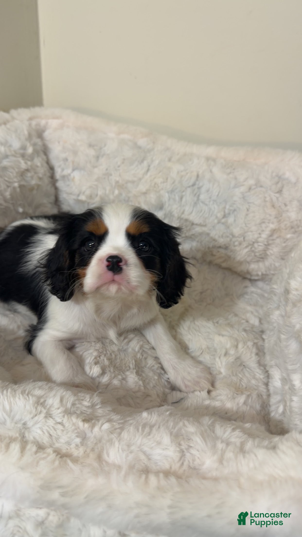 Cavalier King Charles Spaniel dogs Noodles  - Ad 2