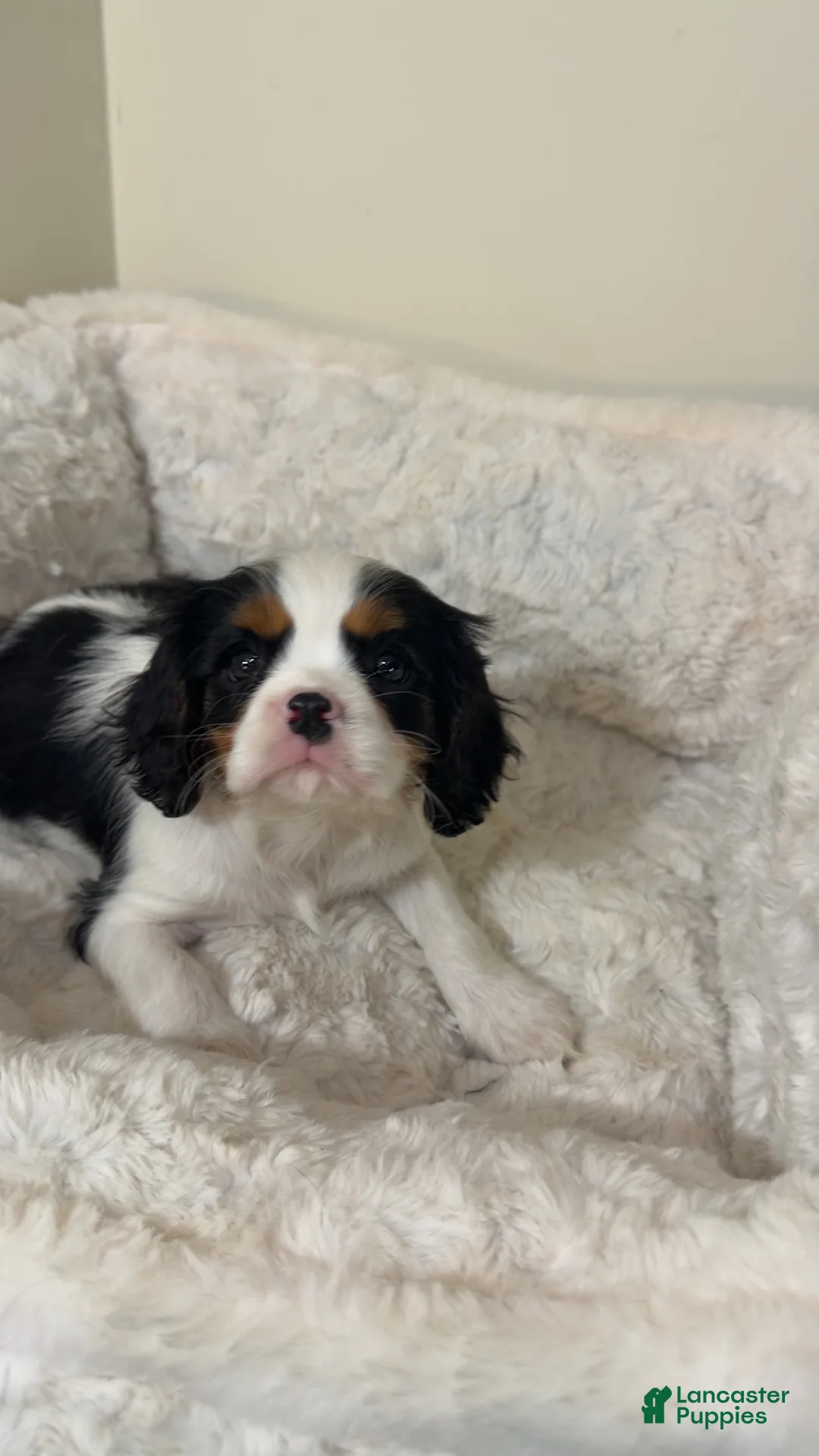 Cavalier King Charles Spaniel dogs for sale: Noodles  - Ad 1