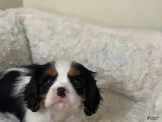 Cavalier King Charles Spaniel dogs Noodles - Ad 2