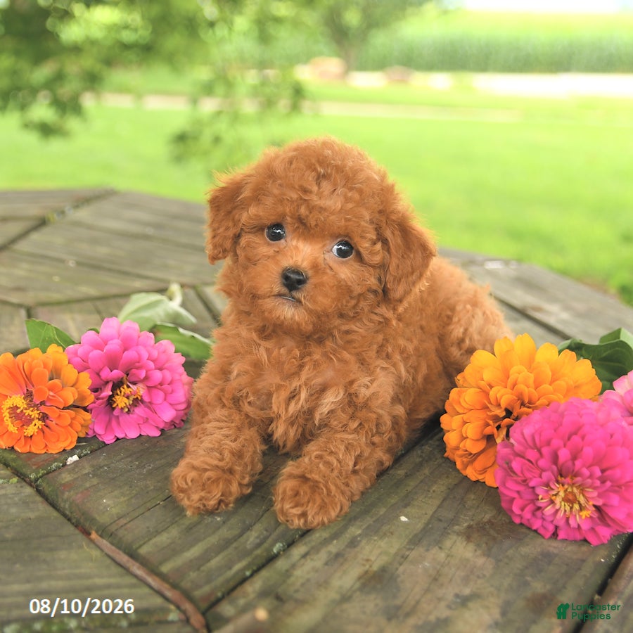Toy Poodle dogs Lilac - Ad 2