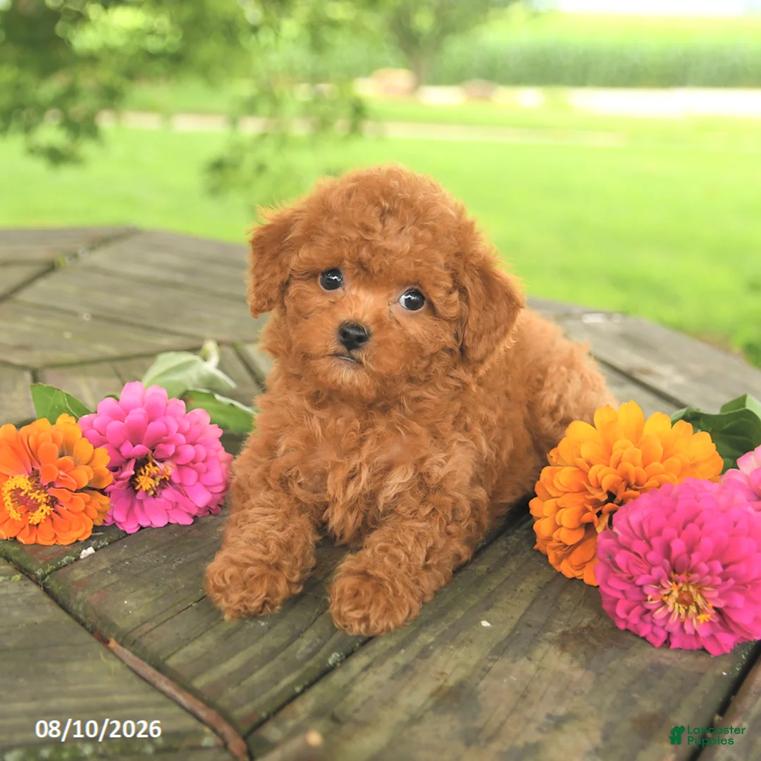 Toy Poodle dogs for sale: Lilac - Ad 2